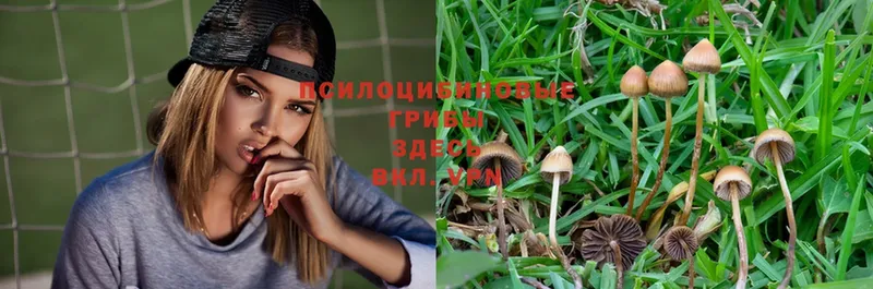 Псилоцибиновые грибы Psilocybe  Майский 